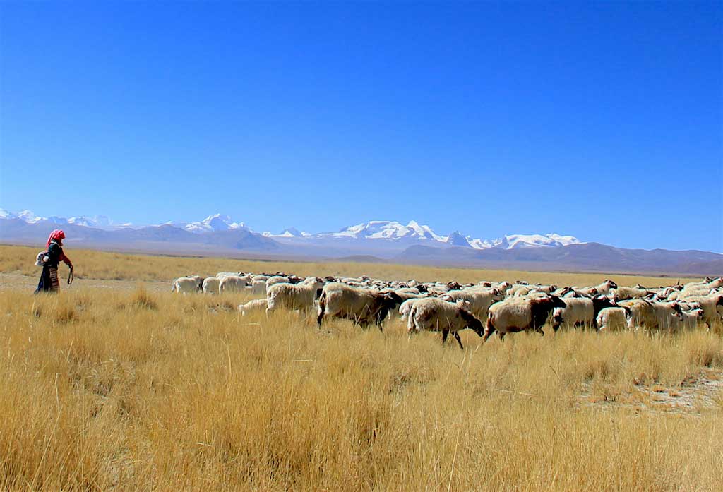 authentic Tibet tour